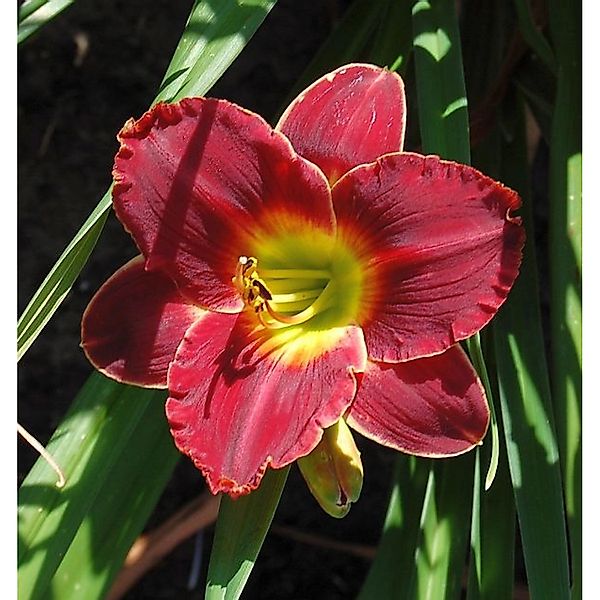 Taglilie Roses in Snow - Hemerocallis günstig online kaufen