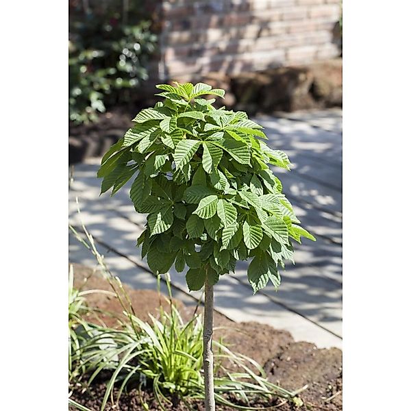 Aesculus Hippocastanum Monstrosa Rosskastanie 30–40 cm günstig online kaufen
