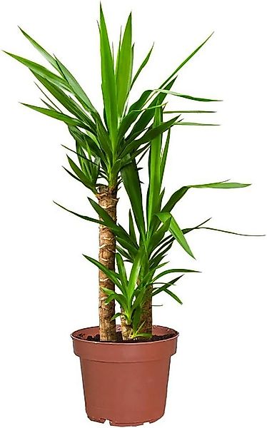 Green Me Up Zimmerpflanze Yucca Palme, Wächst in Erde, Pflege gleich null günstig online kaufen