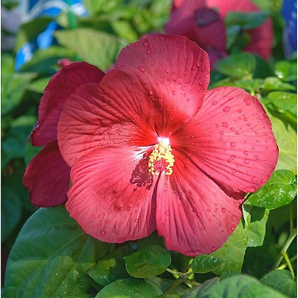 Staudeneibisch Summerific Midnight Marvel 30-40cm - Hibiscus moscheutos günstig online kaufen