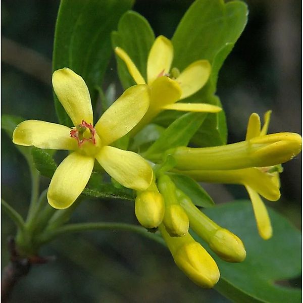 Gold Johannisbeere 100-125cm - Ribes aureum günstig online kaufen