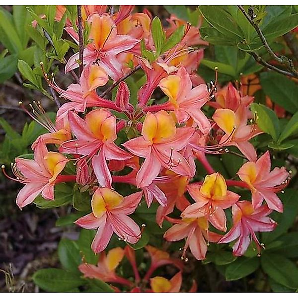 Azalee Josephine Klinger 40-50cm - Rhododendron luteum - Alpenrose günstig online kaufen