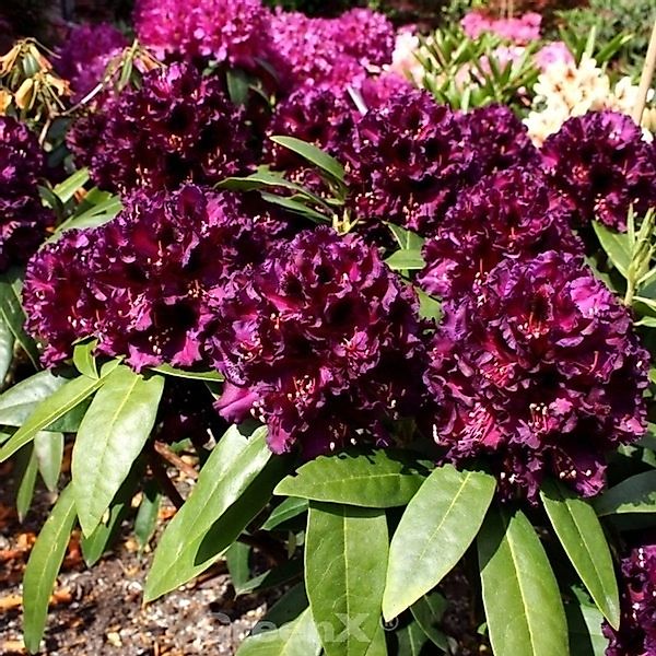 Großblumige Rhododendron Dramatic Dark 30-40cm - Alpenrose günstig online kaufen