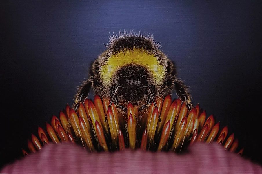 Wandkraft | Wanddekoration Bienenleben günstig online kaufen