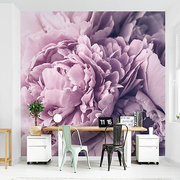 Bilderdepot24 Fototapete Rosen Lila Pfingstrosenblüten Blumen günstig online kaufen