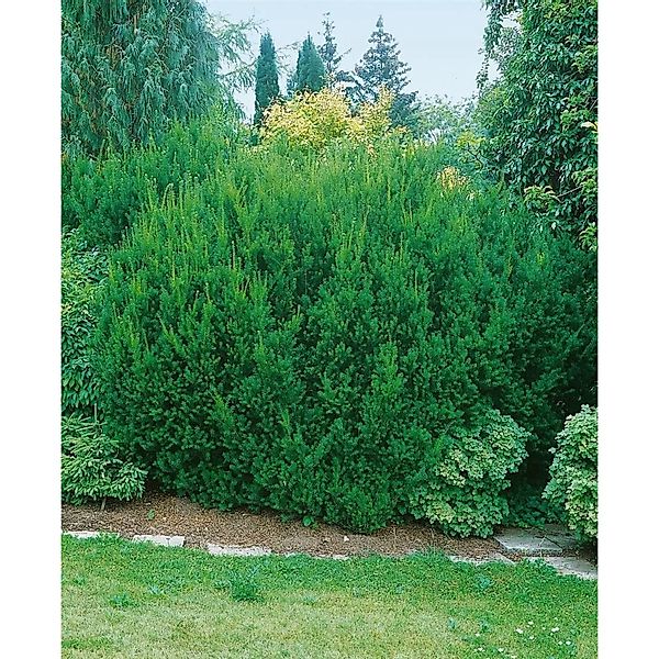 Taxus media 'Hillii' 30-40 cm günstig online kaufen