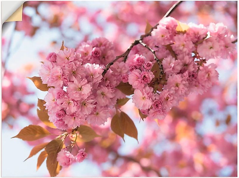 Artland Wandbild »Japanische Kirschblüte in Love I«, Blumen, (1 St.), als L günstig online kaufen