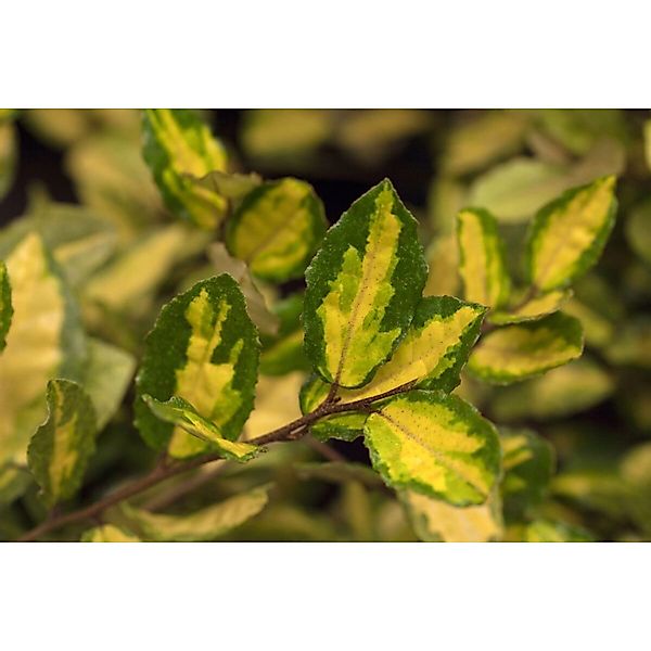 Elaeagnus Pungens Maculata Silberbeere Gelb-Grün 30–40 cm günstig online kaufen
