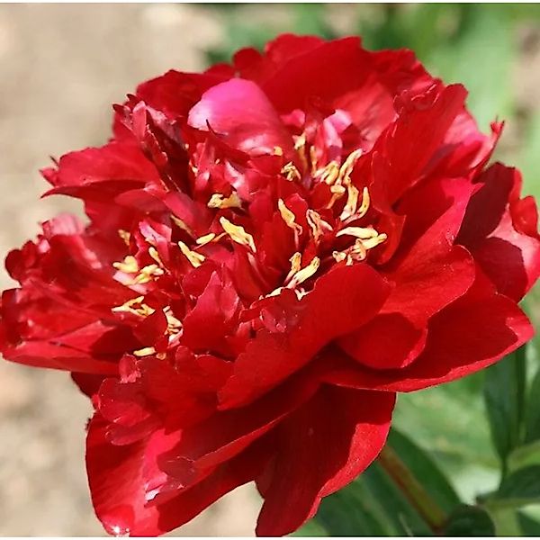 Edelpfingstrose Buckeye Belle - Paeonia,actiflora günstig online kaufen