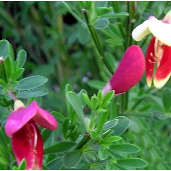 Schmuckginster Liza 40-60cm - Cytisus scoparius günstig online kaufen