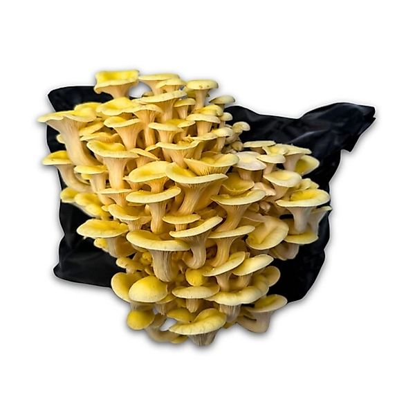 Hawlik Pilzbrut Kleine Bio Limonenpilz-Kultur zum Pilze Züchten Komplettset günstig online kaufen