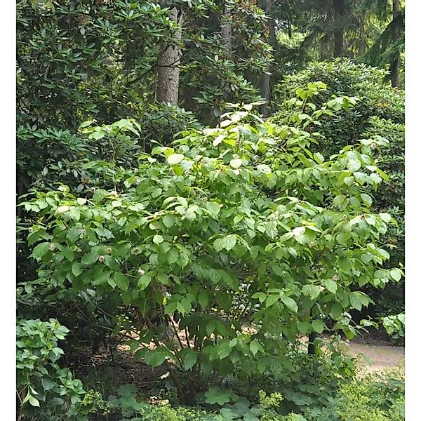 Chinesischer Wachsstrauch Hartlage Wine 60-80cm - Sinocalycanthus raulstoni günstig online kaufen