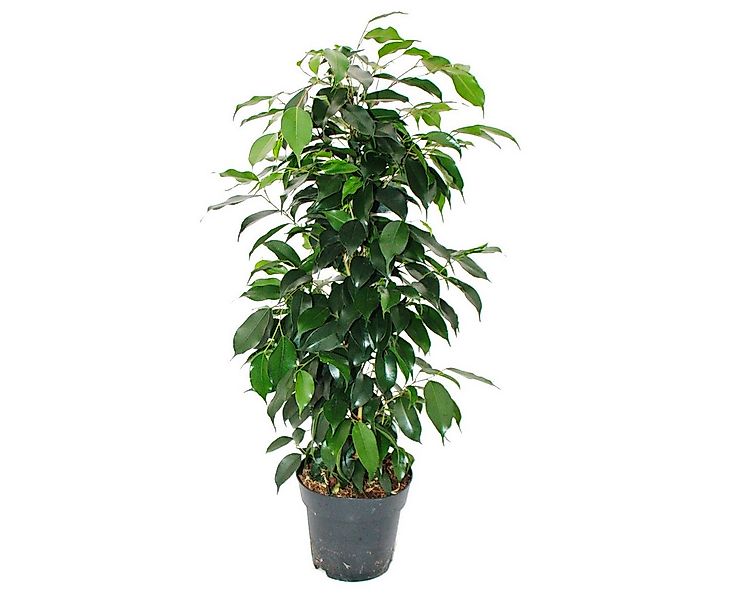 Exotenherz Zimmerpflanze Ficus benjamini "Danielle" im 17cm Topf günstig online kaufen