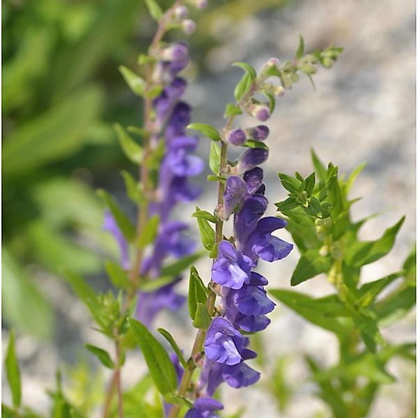 Baikal Helmkraut - Scutellaria baicalensis günstig online kaufen