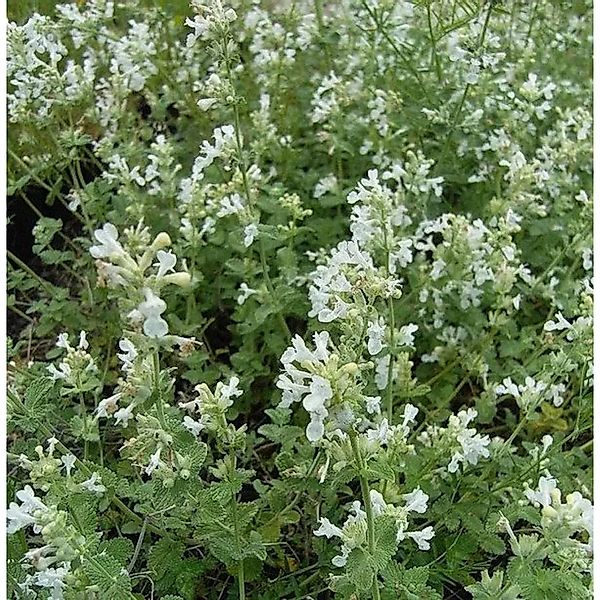 Katzenminze Gletschereis - Nepeta faassenii günstig online kaufen