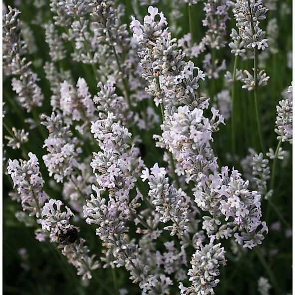 Echter Lavendel Arctic Snow - Lavandula angustifolia günstig online kaufen