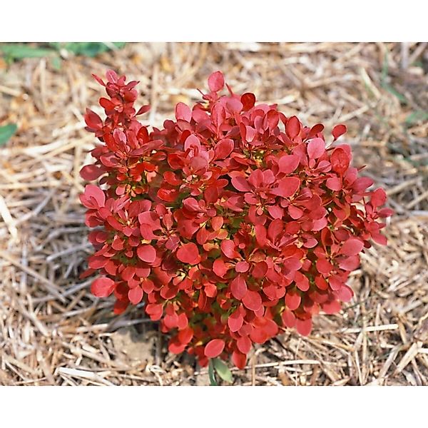 Berberis Thunbergii Lutin Rouge Rote Heckenberberitze 30–40 cm günstig online kaufen