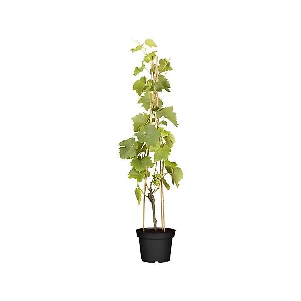 Vitis Vinifera Lakemont Weinrebe Kernlos 80–100 cm günstig online kaufen