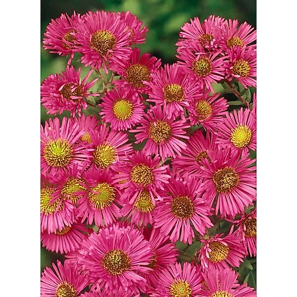 Aster Novae-angliae Alma Pötschke Neuengland Aster Ca. 11x11 cm Topf günstig online kaufen