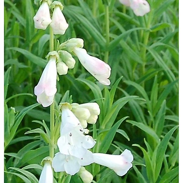 Bartfaden White Bedder - Penstemon Hybrid günstig online kaufen