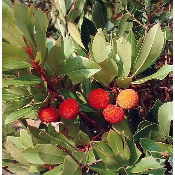 Erdbeerbaum Rubra 30-40cm - Arbutus unedo günstig online kaufen
