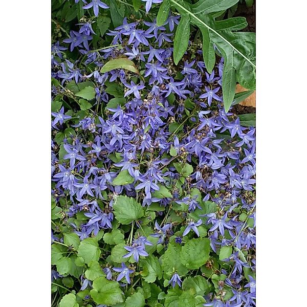 Campanula Poscharskyana Trollkind Polsterglockenblume Ca. 9x9 cm Topf günstig online kaufen