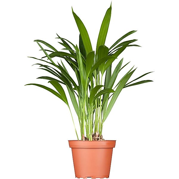 GROW by OBI Goldfruchtpalme Höhe 60-80 cm Topf Ø 17 cm Areca Dypsis Lutesce günstig online kaufen