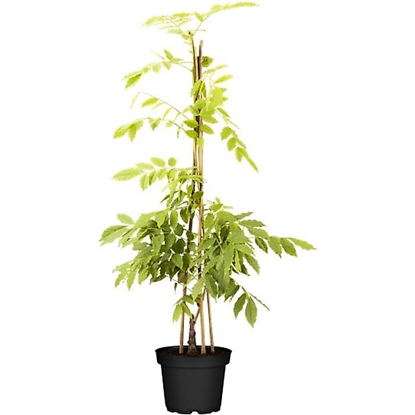 Wisteria Sinensis Alba Chinesischer Blauregen Weiß 60–100 cm günstig online kaufen