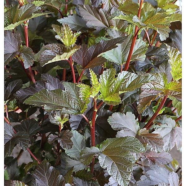 Hochstamm Fasanenspiere Diable d Or 100-125cm - Physocarpus opulifolius günstig online kaufen