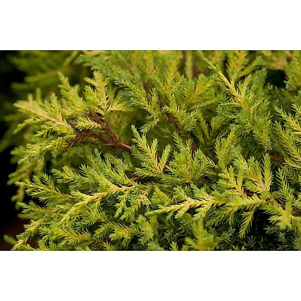 Juniperus Media Goldkissen Gelbgrün 25–30 cm günstig online kaufen
