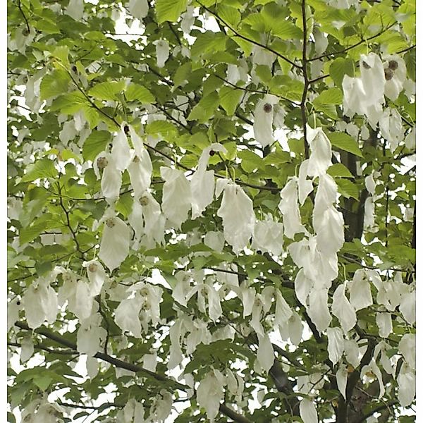 Taubenbaum Taschentuchbaum 60-80cm - Davidia involucrata vilmoriniana günstig online kaufen
