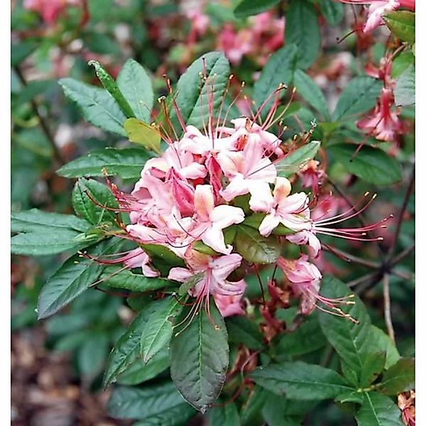 Rhododendron Lollipop 40-50cm - Rhododendron viscosum günstig online kaufen