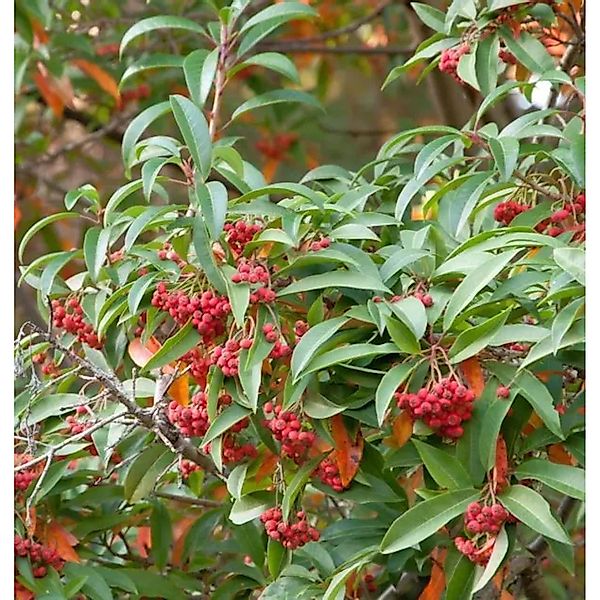 Funkenblatt 100-125cm - Stranvaesia davidiana günstig online kaufen