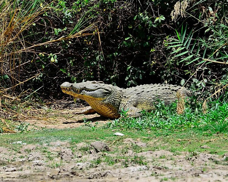 Fototapete "Krokodil" 4,00x2,50 m / Glattvlies Brillant günstig online kaufen