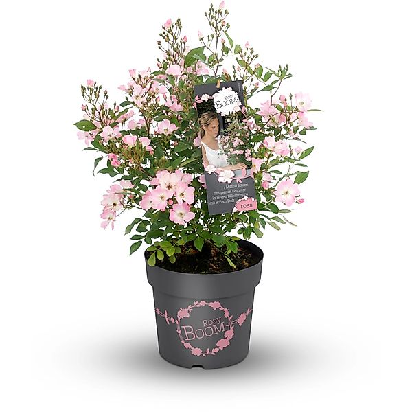 GROW by OBI Strauchrose Rosy Boom Rosa Topf ca. 6 l günstig online kaufen