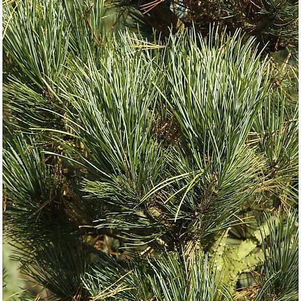 Zirbelkiefer Compacta Glauca 40-50cm - Pinus cembra günstig online kaufen