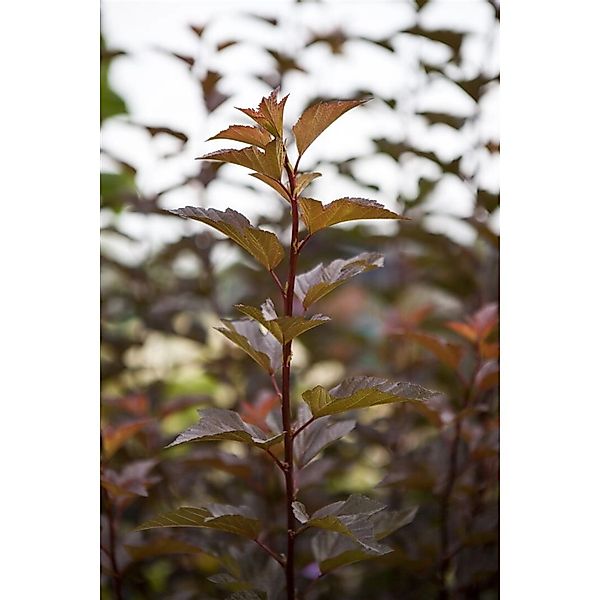 Physocarpus Opulifolius Amber Jubilee Blasenspiere 125–150 cm günstig online kaufen