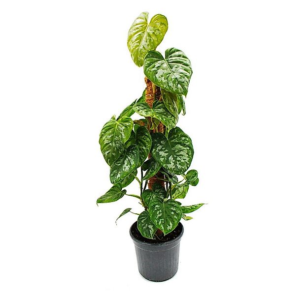 Exotenherz Zimmerpflanze Ausgefallene Rankpflanzen am Moosstab - ca. 80cm h günstig online kaufen