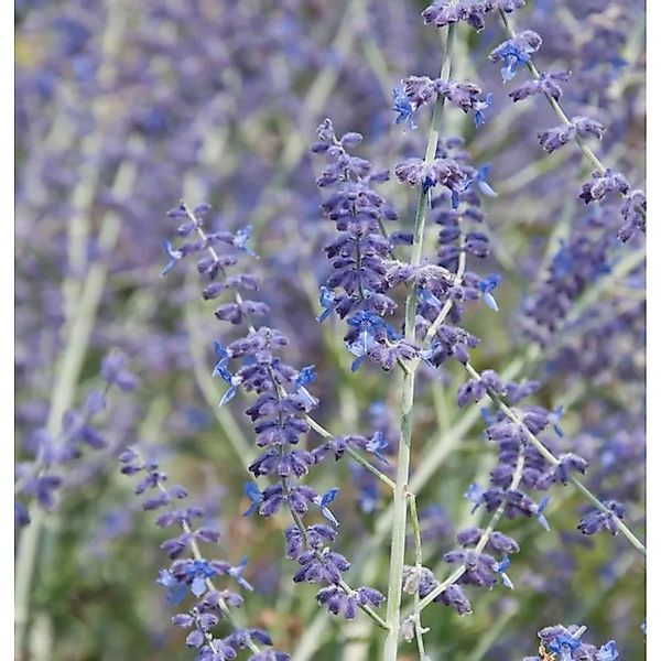 Blauraute Blue Haze 60-80cm - Perovskia abrotanoides günstig online kaufen