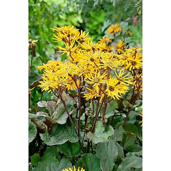 Ligularia Dent. Britt-Marie Crawford Ca. 11x11 cm Topf günstig online kaufen