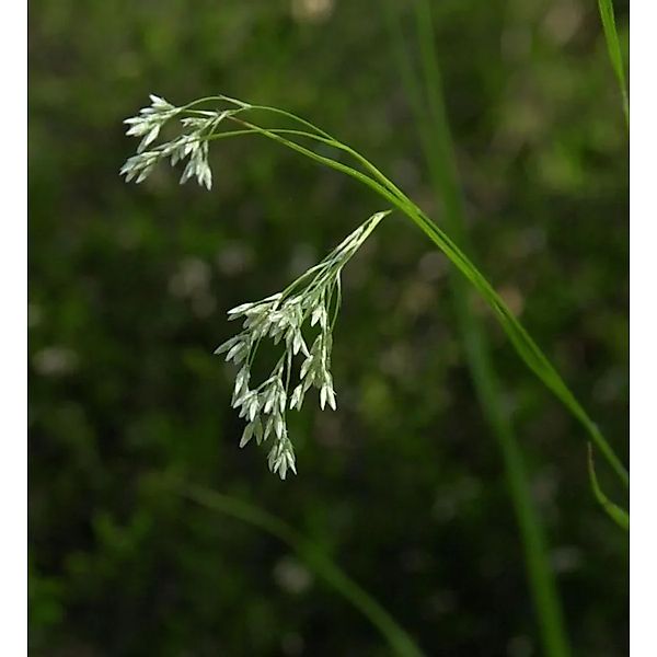 Hainsimse - Luzula pilosa günstig online kaufen
