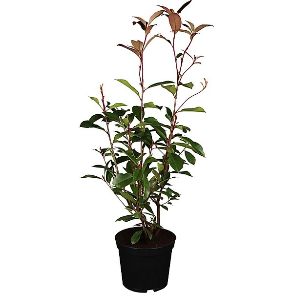 GROW by OBI Glanzmispel Red Robin Höhe ca. 60 - 80 cm Topf ca. 10, Photinia günstig online kaufen