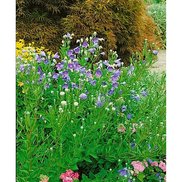 Platycodon Grandiflorus Mariesii Ballonblume Ca. 9x9 cm Topf günstig online kaufen