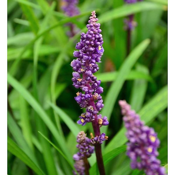 Lilientraube Royal Purple - Liriope muscaria günstig online kaufen