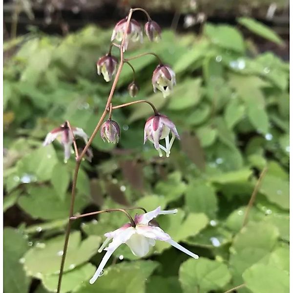 Zwerg Elfenblume - Epimedium grandiflorum günstig online kaufen