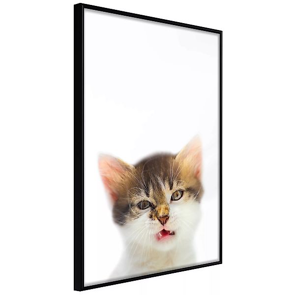 Poster - Funny Kitten günstig online kaufen