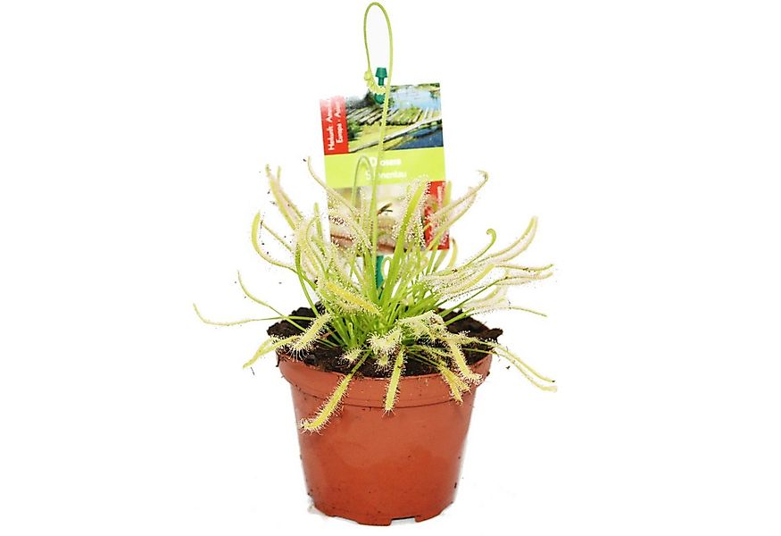 Exotenherz Zimmerpflanze Sonnentau - Drosera capensis - 9cm Topf günstig online kaufen