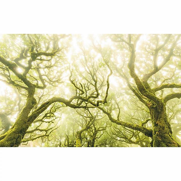 Komar Vliestapete »Digitaldruck Vlies - Green Fire - Größe 400 x 250 cm«, b günstig online kaufen