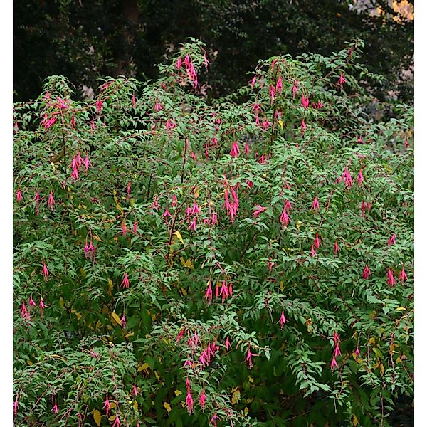 Kapfuchsie African Queen - Phygelius rectus günstig online kaufen