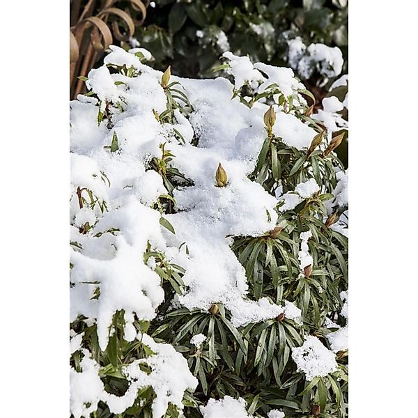 Rhododendron Ponticum Graziella Rhododendron 50–60 cm Rosa Blüten günstig online kaufen